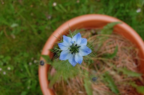 flower  blue  nigella