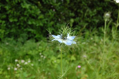 flower  blue  nigella