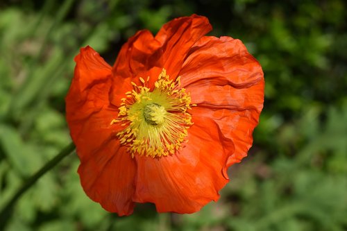 flower  poppy flower  garden