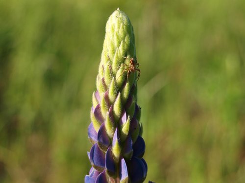 flower  lupinien  nature