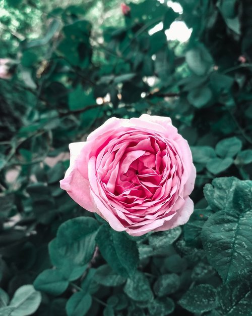 flower  beauty  rose