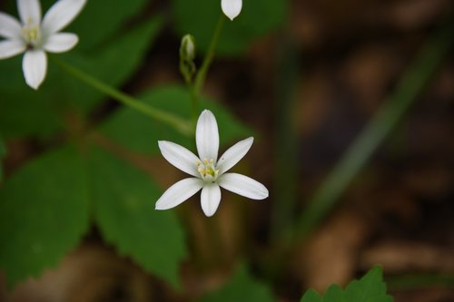 flower  small  white