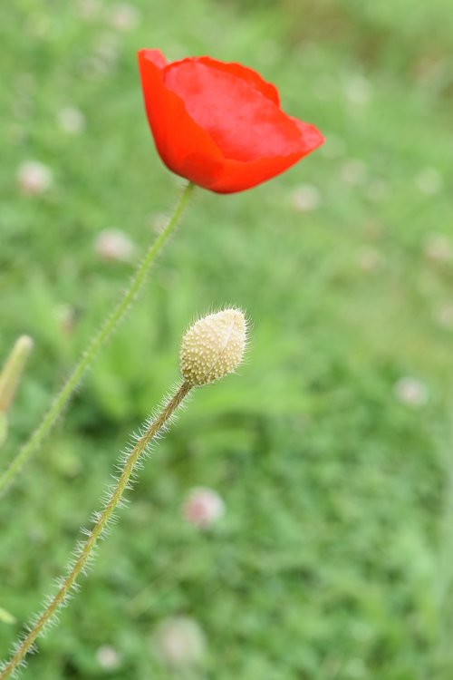 flower  poppy  button