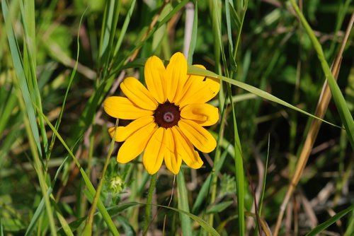 flower  single  yellow