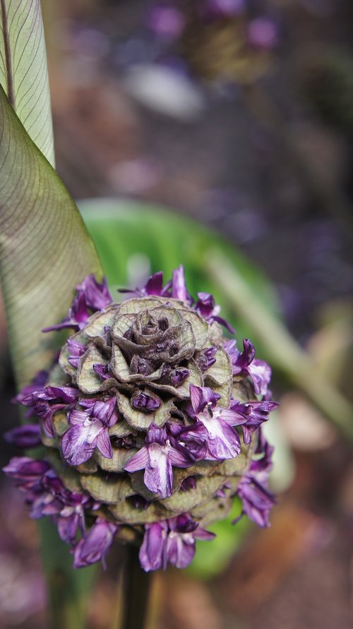 flower  violet  purple