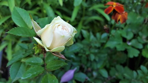 flower  rose  šípová