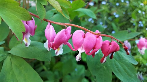 flower  pink  garden