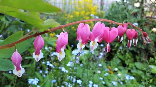 flower  pink  garden