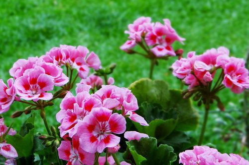 flower  green  flowers