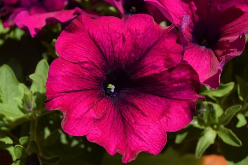 flower  petunia  purple