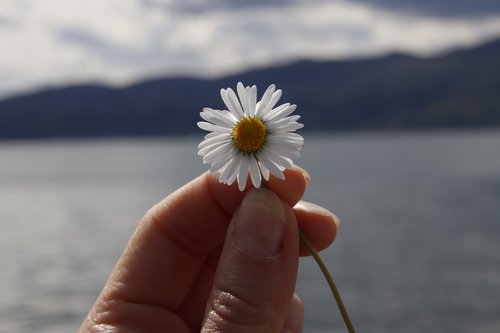 flower  margaret  lake