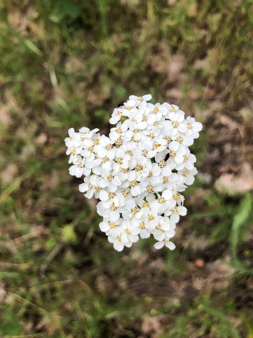 flower  white  wildflower