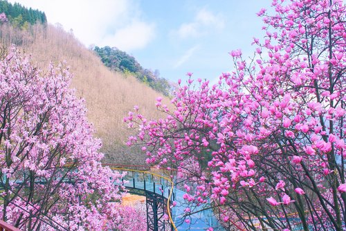 flower  trees  plant