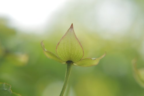 flower  plant  flowering