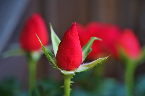 flower  rosa  rosebud