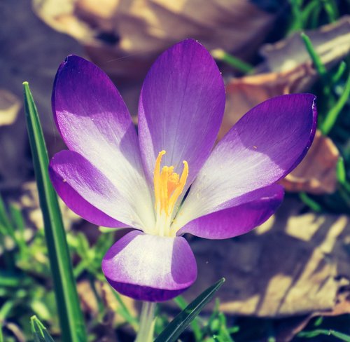 flower  purple  colorful