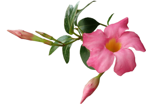 flower  pink  buds