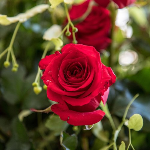 flower  red  rose