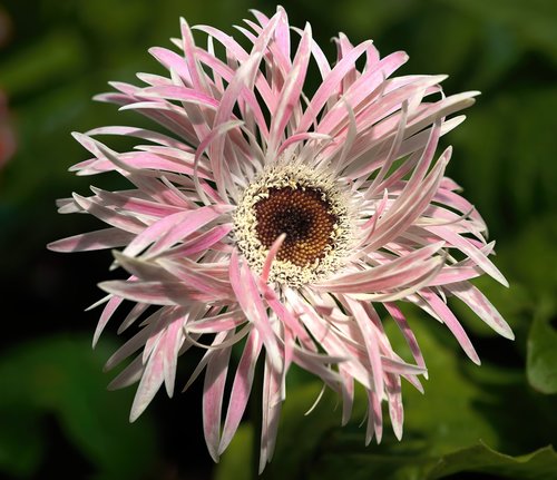 flower  daisy  pink