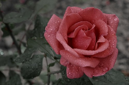 flower  rose  rain