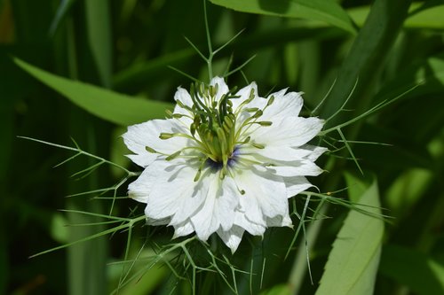 flower  nigella  white