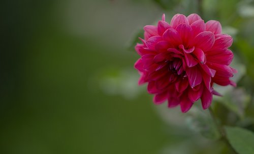 flower  drops of water  spring