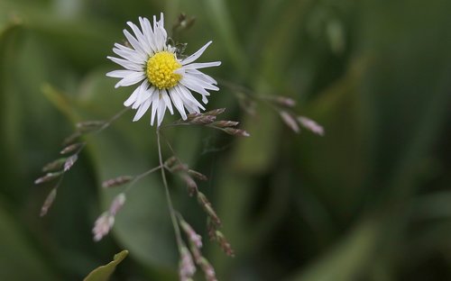 flower  garden  nature