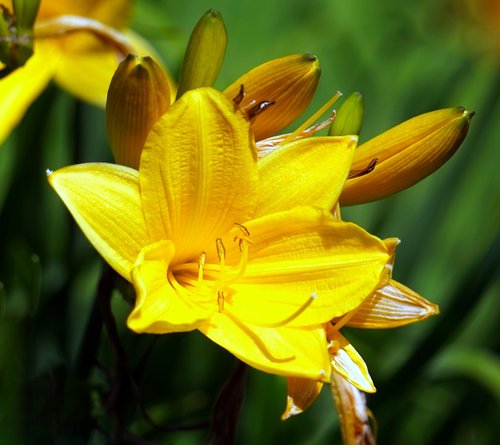 flower  yellow  blossom