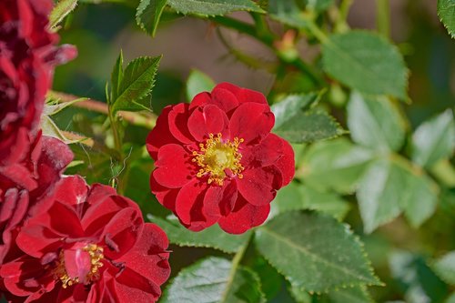 flower  garden  plant