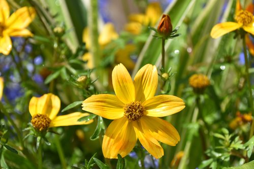 flower  flower color yellow orange  stamens