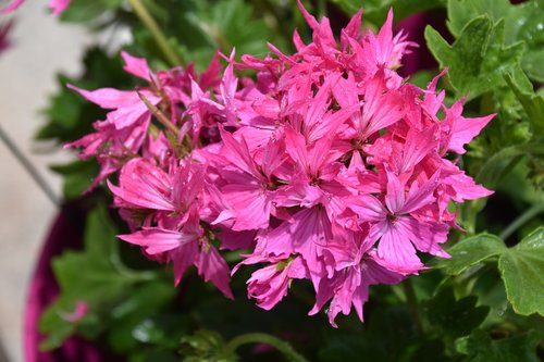 flower  flower geranium  color pink