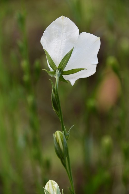 flower  white flower  green stem