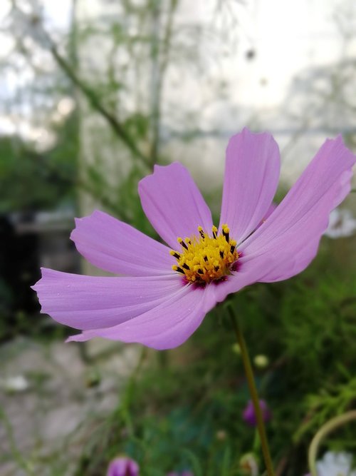 flower  evening  purple