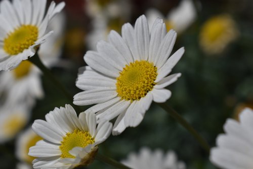 flower  white  magerite