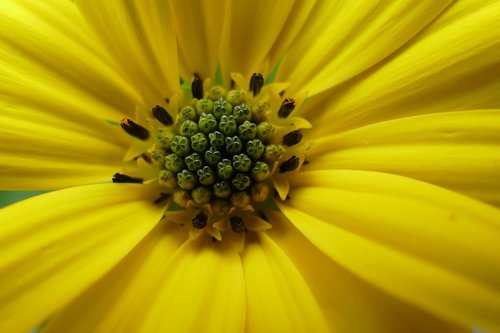 flower  nature  blossom