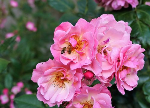 flower  rose  bee
