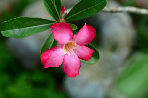 flower  summer  blossom