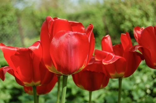 flower tulip blooming