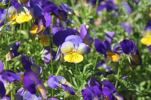 flower  violet  purple