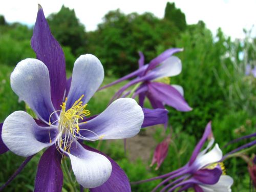 flower cheerful purple