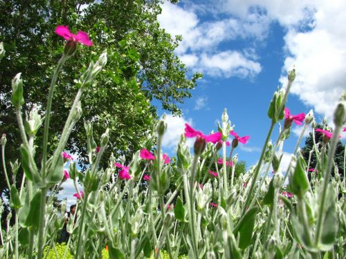 flower colour blossom