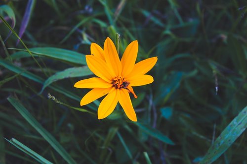 flower  at  spring