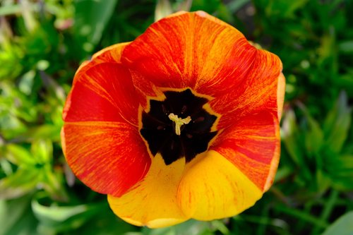 flower  poppy  nature