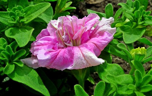 flower  colored  garden