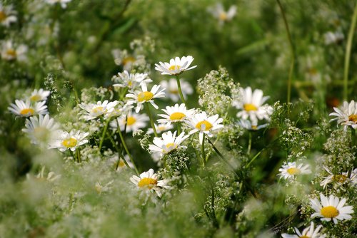 flower  chamomile  plant