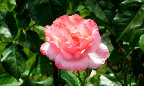 flower  rose  garden