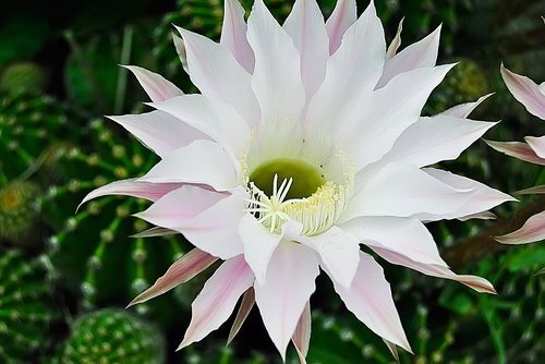 flower  macro  nature