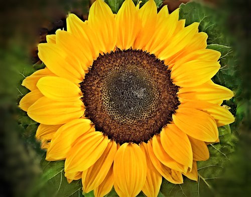 flower  sunflower  ornamental plant