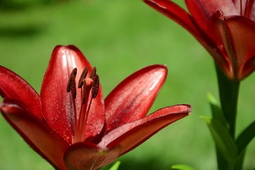 flower  hybrid lily  red