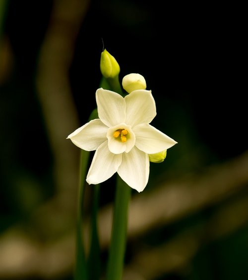 flower  jonquil  narcissus